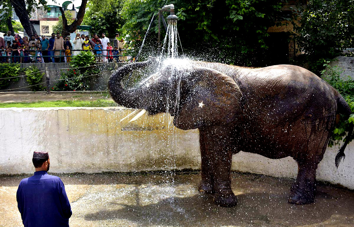 lahoreelephant-suzi-seen-bathing-lahore-zoo